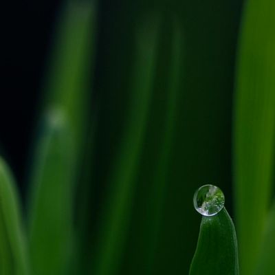 Close up of green leaves with morning dew drops.