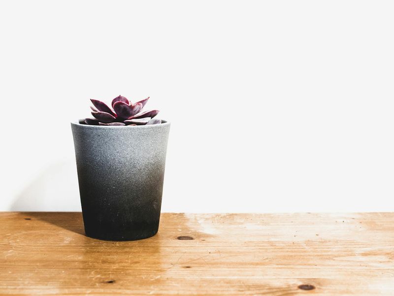 Detailed view of a workspace with green plants and soft light.